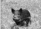 Fayette County sets feral hog control contest with prizes